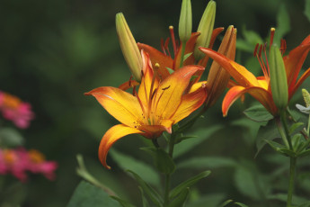 Картинка цветы лилии лилейники