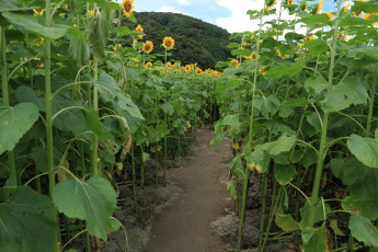 Картинка цветы подсолнухи тропинка