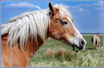 Картинка животные лошади