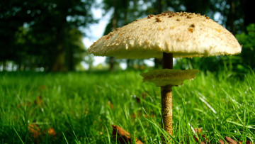 Картинка природа грибы гриб