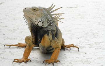 Картинка животные Ящерицы игуаны вараны