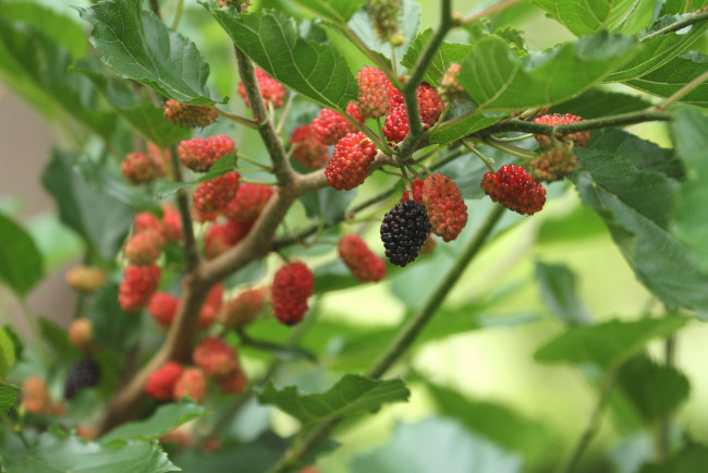 Обои картинки фото природа, Ягоды, шелковица