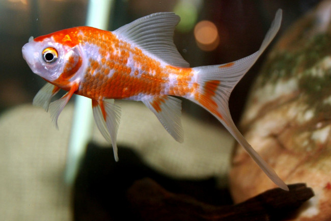 Обои картинки фото животные, рыбы, золотая, рыбка