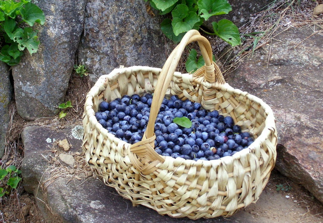 Обои картинки фото еда, голубика, черника, корзина