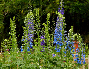 Картинка цветы дельфиниум