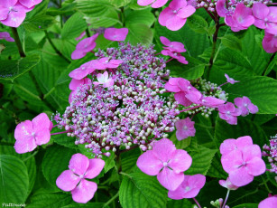 Картинка цветы гортензия макро