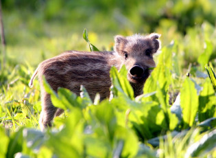 Картинка животные свиньи кабаны кабанчик