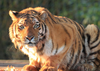 Картинка животные тигры хищник