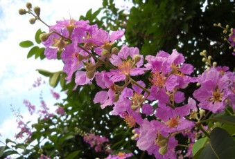 Картинка цветы лагерстрёмия лагерстремия спесиоза