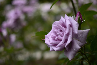 Картинка цветы розы сиреневый