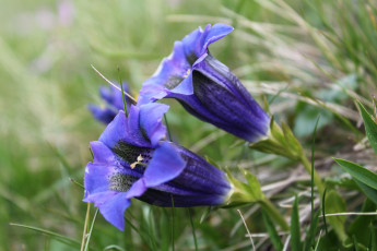 Картинка цветы горечавки колокольчики синий