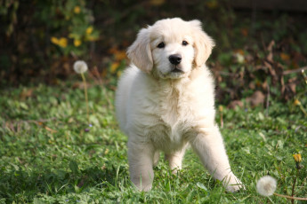 Картинка животные собаки ретривер щенок