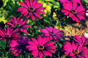 Картинка цветы диморфотеки лиловый