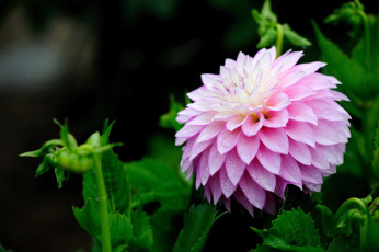 Картинка цветы георгины пышный розовый капли