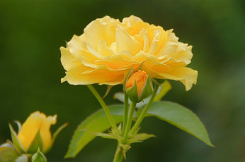 Картинка цветы розы бутоны макро