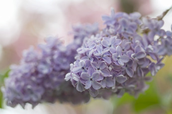 Картинка цветы сирень боке макро кисть