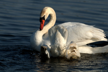 Картинка животные лебеди лебедь река