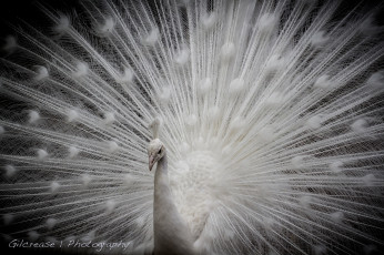 Картинка животные павлины белый павлин хвост