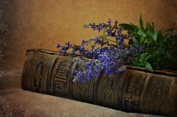 Картинка разное религия лаванда библия