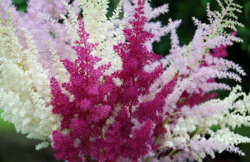 обоя цветы, астильбы, пушистики
