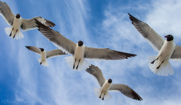 обоя животные, Чайки, бакланы, крачки, полет