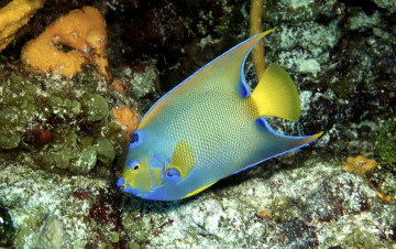 Картинка животные рыбы тропики