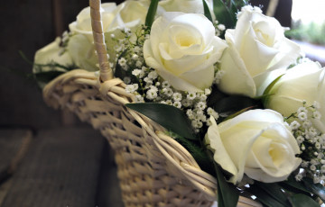 Картинка цветы розы корзина белый гипсофила