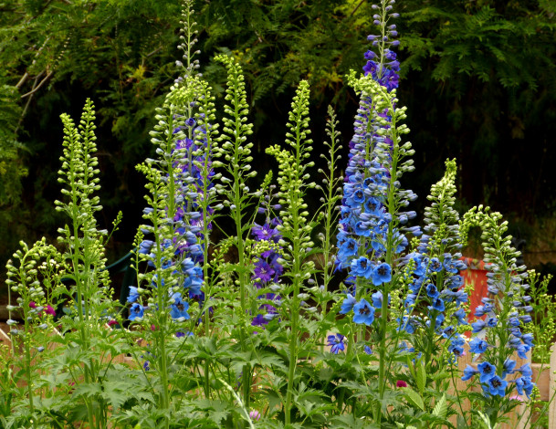 Обои картинки фото цветы, дельфиниум