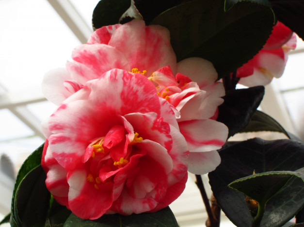 Обои картинки фото цветы, камелии, камелия