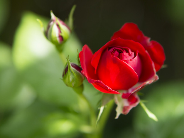 Обои картинки фото цветы, розы, бутоны, макро