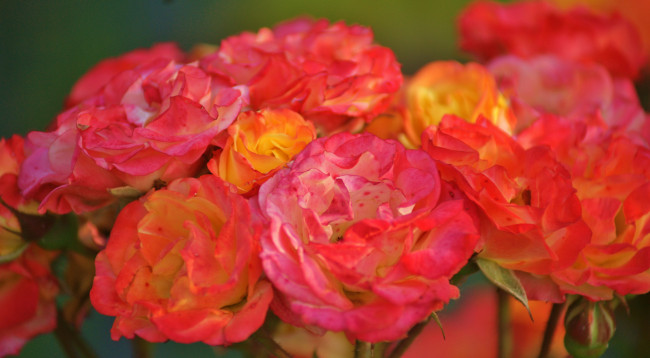 Обои картинки фото цветы, розы, макро, лепестки