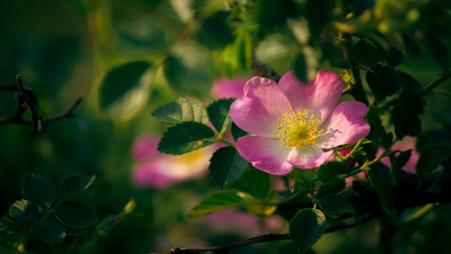 Обои картинки фото цветы, шиповник, макро, листья