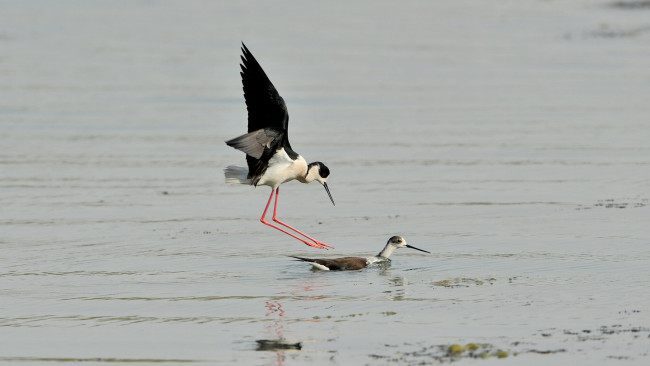 Обои картинки фото животные, птицы, ходулочник, птица, вода
