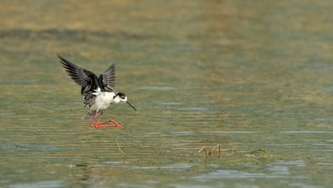 Обои картинки фото животные, птицы, ходулочник, вода, птица