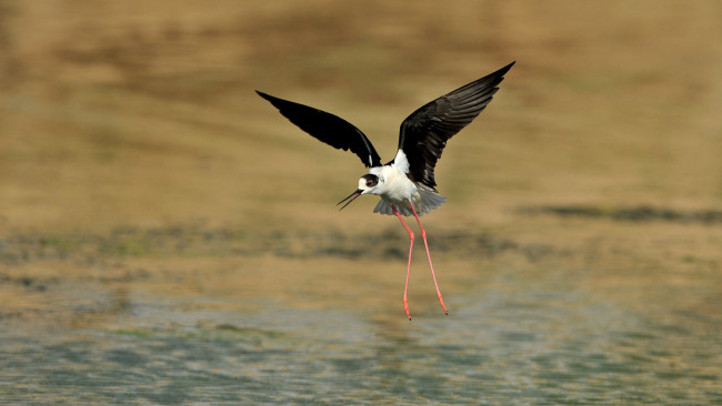 Обои картинки фото животные, птицы, птица, ходулочник, вода