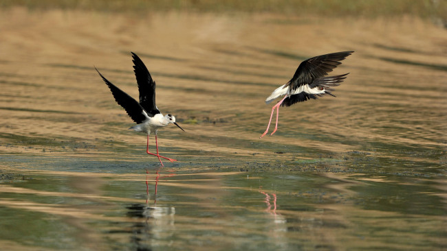 Обои картинки фото животные, птицы, птица, вода, ходулочник