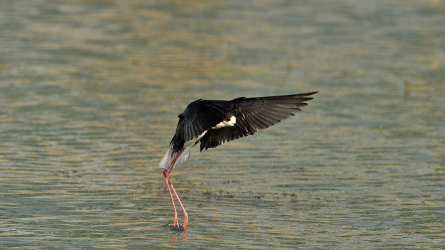 Обои картинки фото животные, птицы, вода, ходулочник, птица