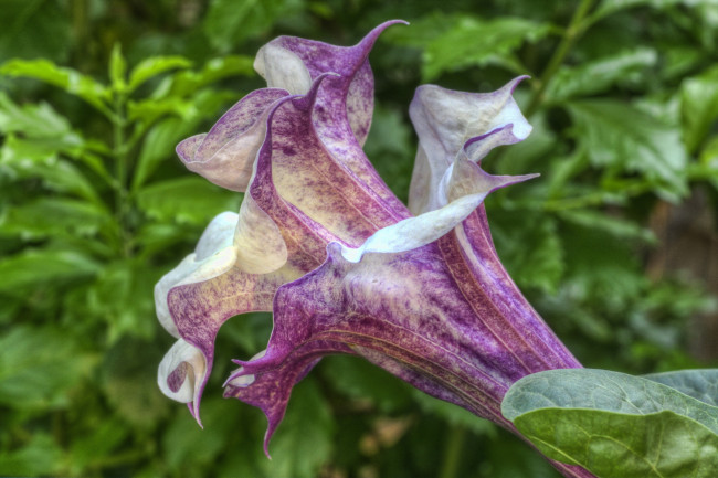 Обои картинки фото цветы, бругмансия, дурман, трубы, ангела