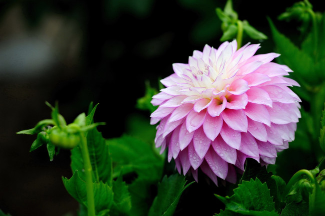 Обои картинки фото цветы, георгины, пышный, розовый, капли