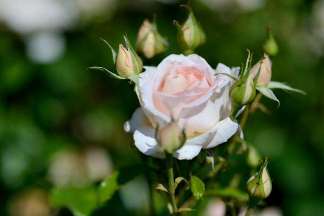 Обои картинки фото цветы, розы, бутоны, розовый