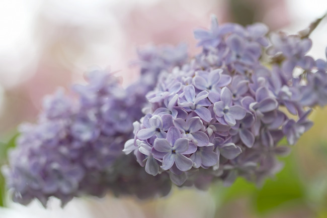 Обои картинки фото цветы, сирень, боке, макро, кисть