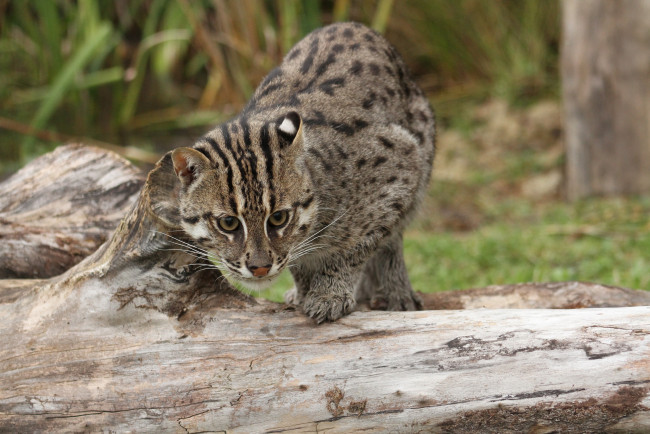 Обои картинки фото животные, дикие, кошки, кошка-рыболов