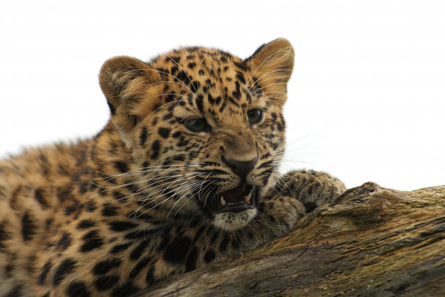 Обои картинки фото животные, леопарды, леопард, котенок, детеныш, сердитый