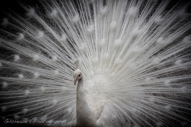 Обои картинки фото животные, павлины, белый, павлин, хвост