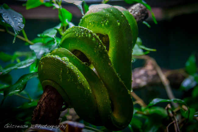 Обои картинки фото животные, змеи, питоны, кобры, зеленый, древесный, питон