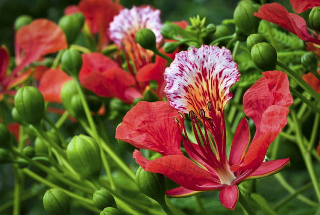 Обои картинки фото цветы, делоникс, королевский, огненное, дерево, экзотика