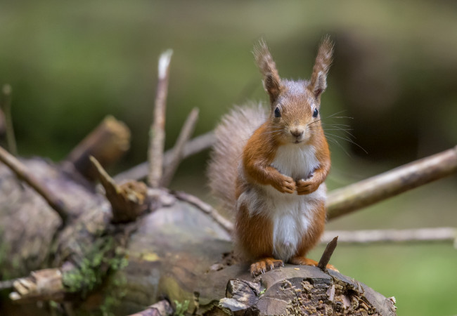 Обои картинки фото животные, белки, стойка, зверек