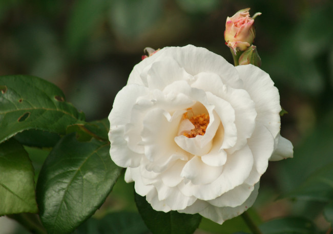 Обои картинки фото цветы, розы, бутон, макро