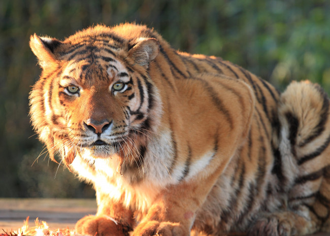 Обои картинки фото животные, тигры, хищник