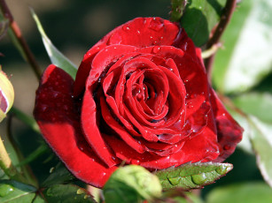 Картинка цветы розы капли